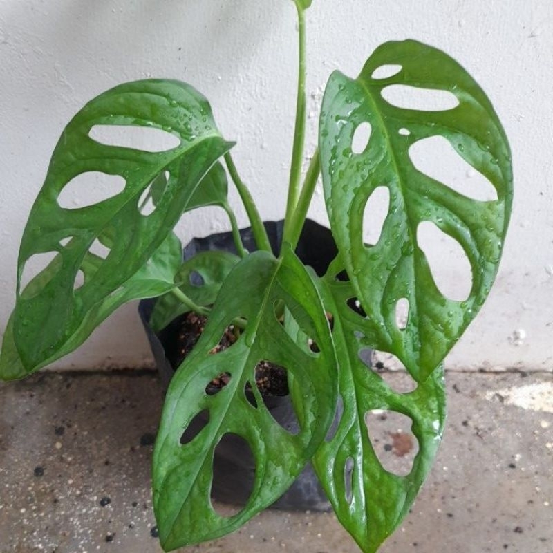 Monstera adansonii (Janda Bolong)
