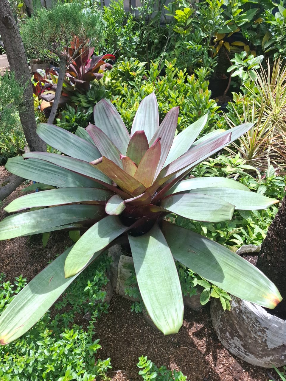 Bromelia Giant